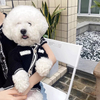 Small Fragrant Pet Padded Coat Winter Bichon Teddy Yorkshire Small Puppy Dog Clothes